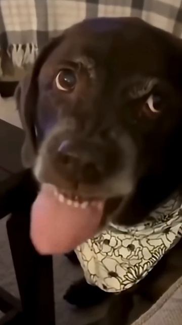 Удивительные животные !!! #юмор