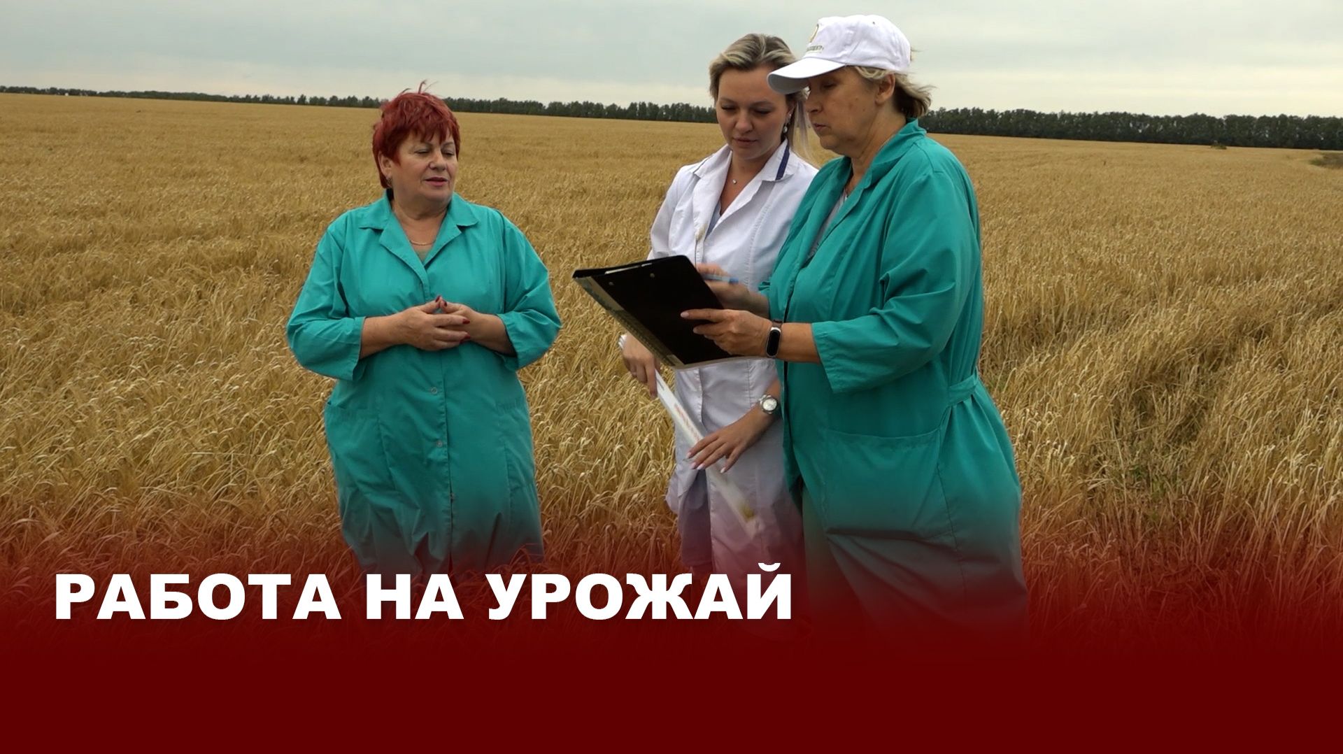 Щит продовольственной безопасности: как Россельхозцентр развивает отечественное семеноводство