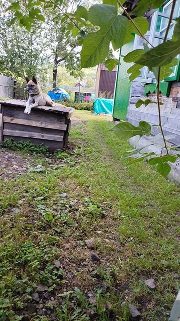 Жужа - наша дворняшка.