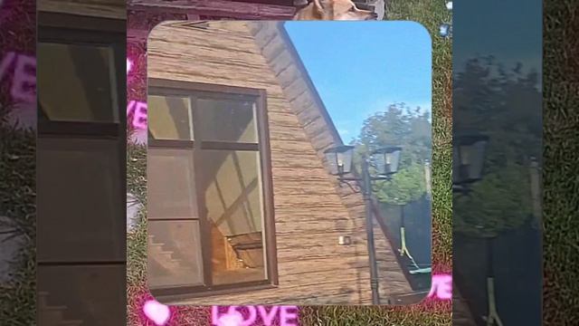1000068045.mp4 (Собака слушает о установке стоек в северную нишу на 2-ом этаже в доме А-фрейм)