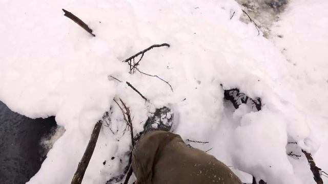 КАК ВОЛКИ БРАЛИ ЛОСЯ, НО ПОЛУЧИЛИ ЗВИЗДЮЛЕЙ. НОЯБРЬ 25Г.