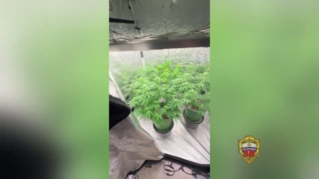 Домашняя плантация на Ферганском проезде: полицейские столицы пресекли незаконный оборот наркотиков