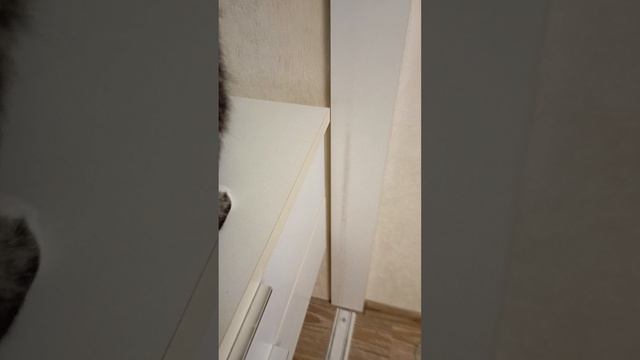 ещё одно видео с моей кошкой 🙂🤟