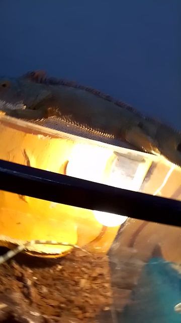 VID_20260627_131018.mp4