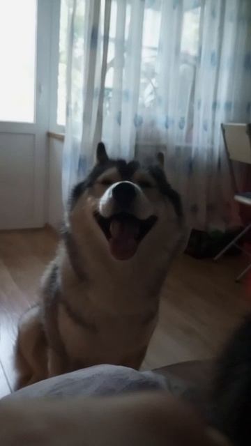 ночные мучители🤣🤣🤣