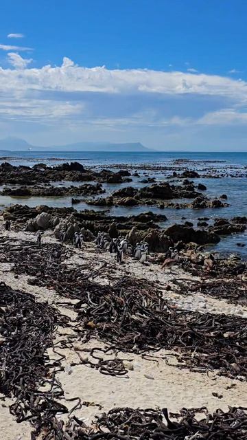 Настоящая магия ЮАР: колония африканских пингвинов в Stony Point (Беттис-Бей)
