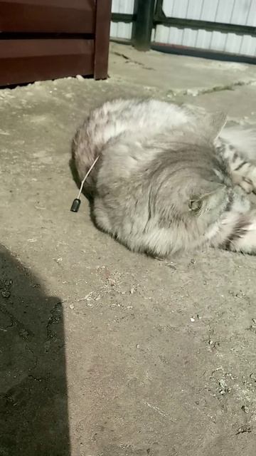Барсик ❤похошь на Воробья из КВ