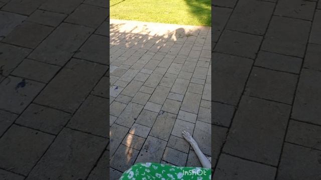 На прогулке встретила бездомную собаку