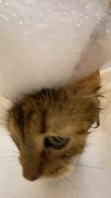 _кошка(MP4)