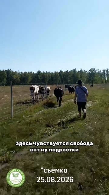КРИМИНАЛЬНАЯ ХРОНИКА «ПЛАНЕТЫ КОРОВ» Побег с пастбища