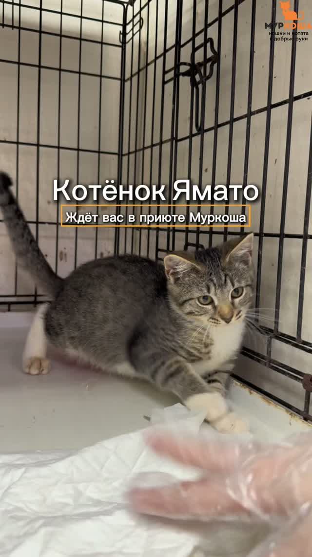 Ямато ждёт вас в приюте #Муркоша