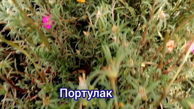Разные садовые дела в конце лета🍀