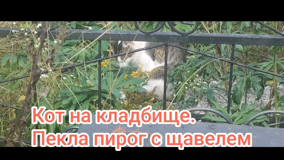 Кот на кладбище. Пекла пирог с щавелем.26-08-2026