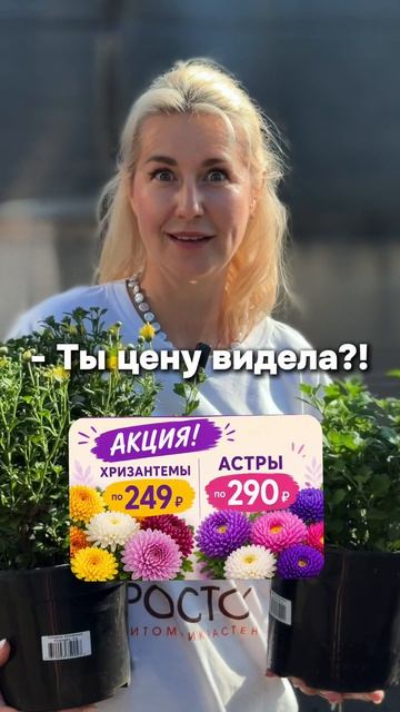 Распродажа цветов! Хризантемы — 249 ₽, астры — 290 ₽