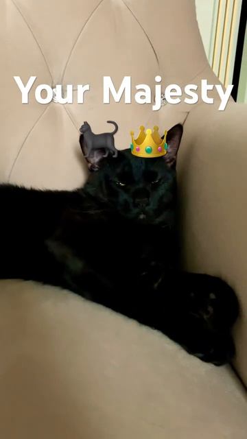 Ваше Величество 👑 🐈⬛