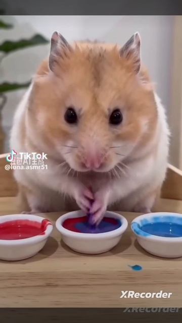 хомячок🥰