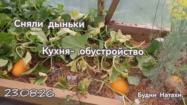 Взорвалась дыня на грядке. Как определить спелость арбузов и кукурузы. Дегустация