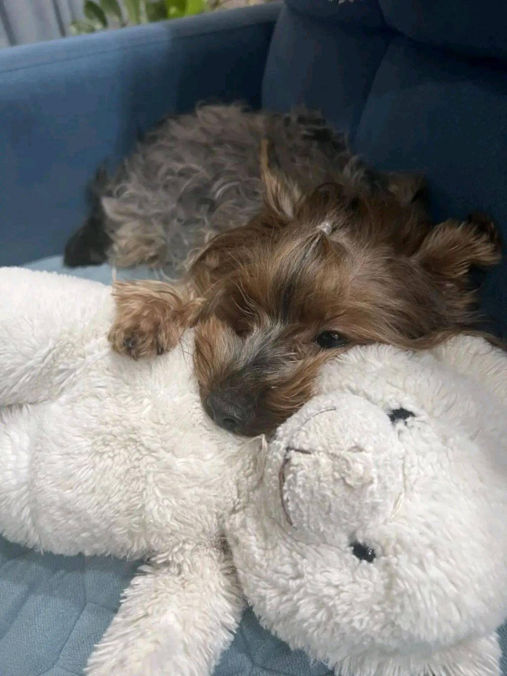 Мы допускаем в Animal Hospital одни аномалии
