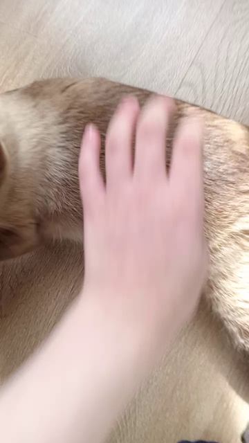 котик