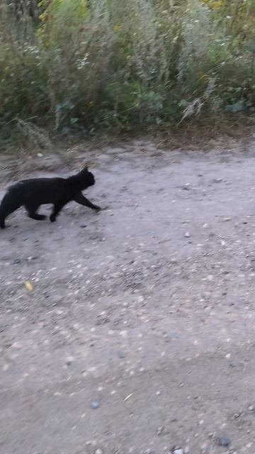 Дружно встали, весело пошли. Гулять