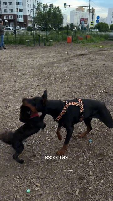 НАДОЕДЛИВЫЙ ПОДРОСТОК 🐩