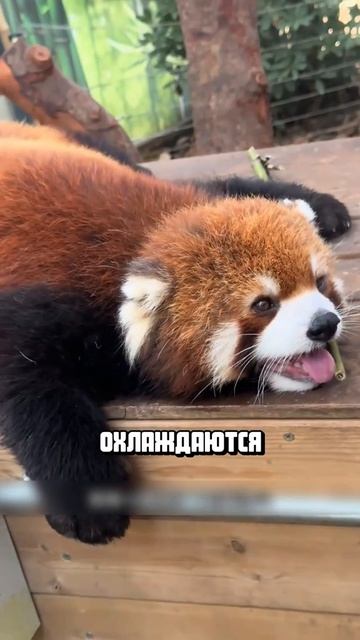 Животные приколы и не только🙂