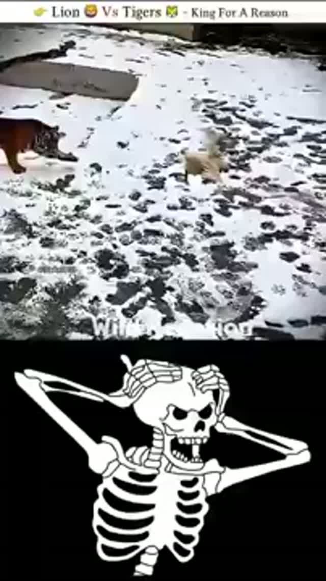 This Is Why He Is Called The Real King Shorts Wildlife Nature Lion
