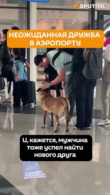 Служебная собака не хотела отпускать пассажира рейса Шымкент-Москва