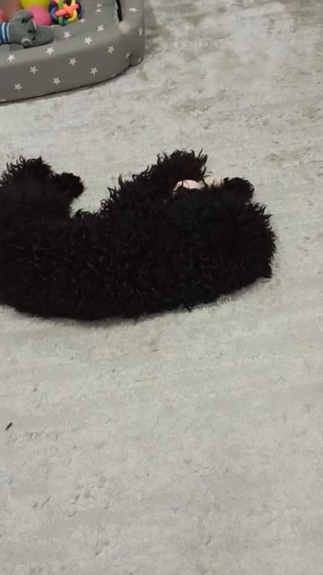 Утренние игры собаки. Той Пудель. Игры собаки.
