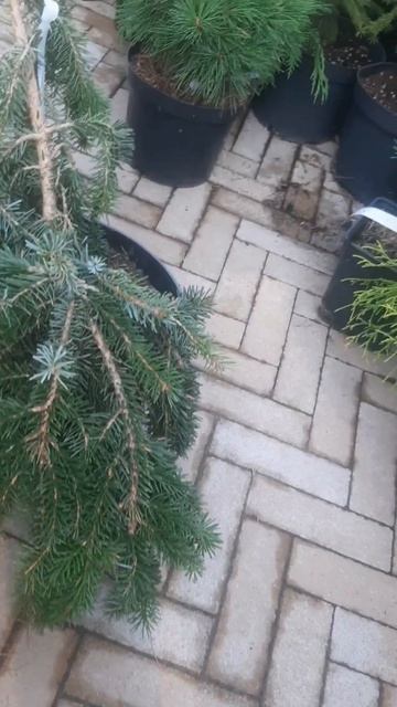 ❤🌲Ель Сербская Брунс
✔Продажа растений в макс и телеграм канале: Https://t.me/love_is_hvoiny_dvorik