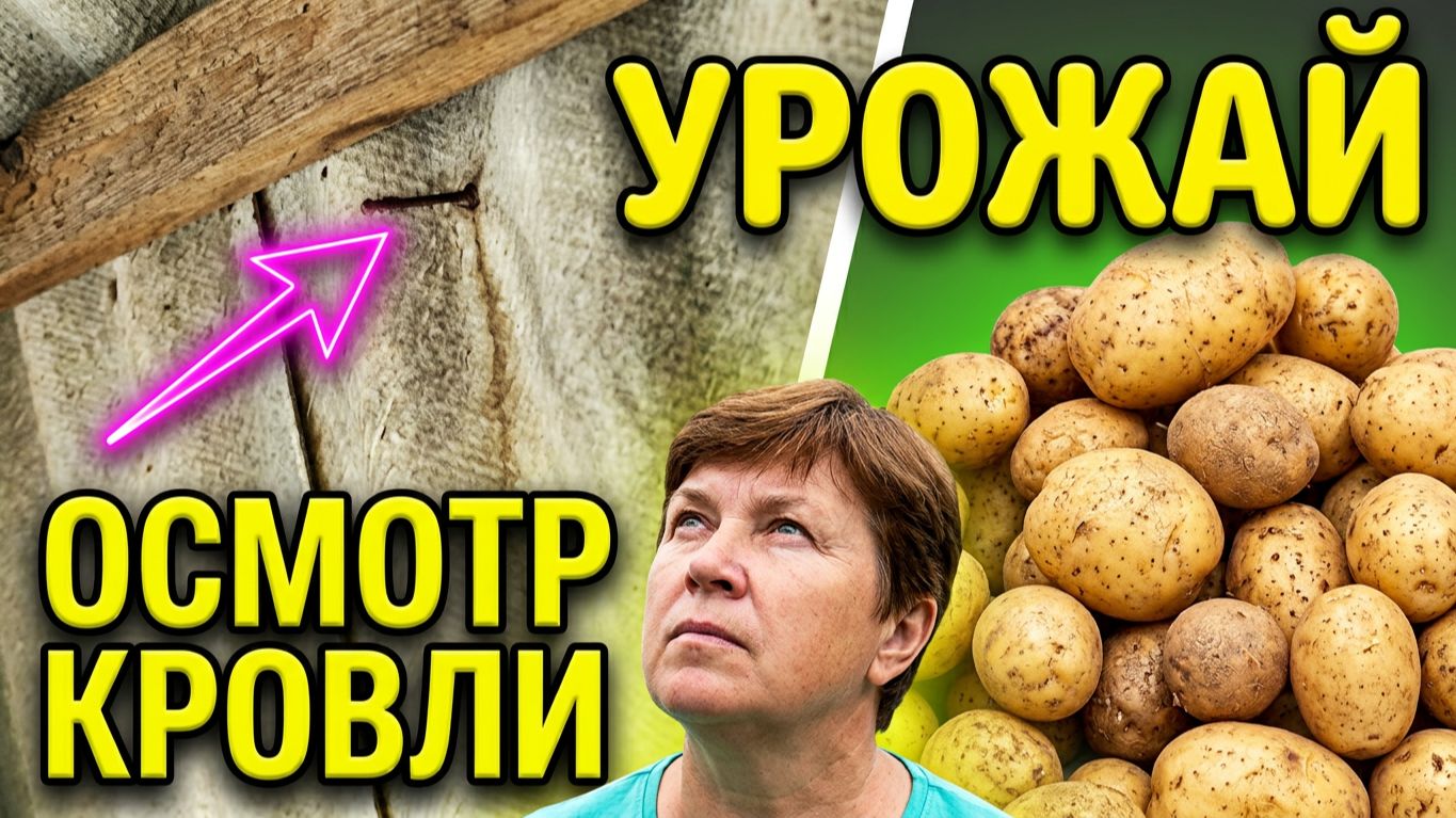 Осмотр кровли и урожай сибирской картошки !