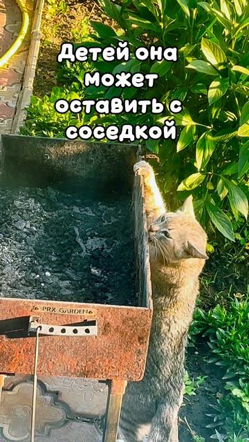 Прикол. Муж и соседка