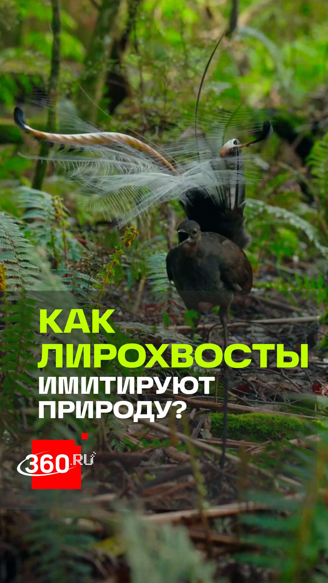 Лирохвост: непревзойденный имитатор из Австралии