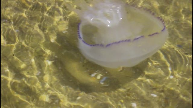 Жизнь кипит медуз в море.Краснодарский край.01.08.2026.