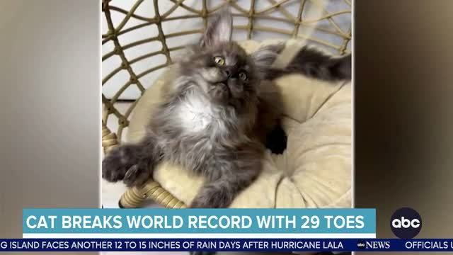 Кот с 29 пальцами на лапах!