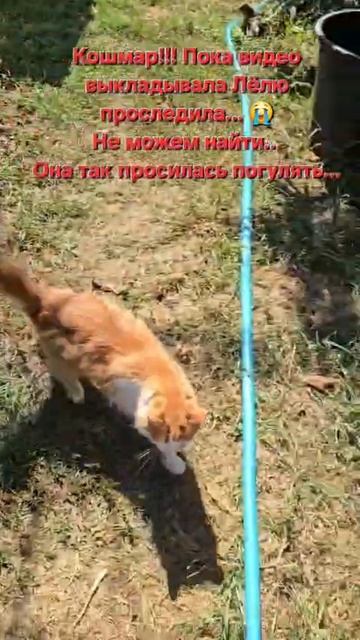 Жара!