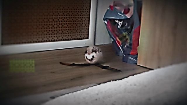 Эдит про меня, следующее видео сегодня
