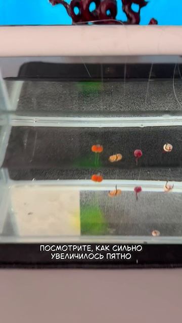 Оснащенные бойлы на карпа от CarpTravel