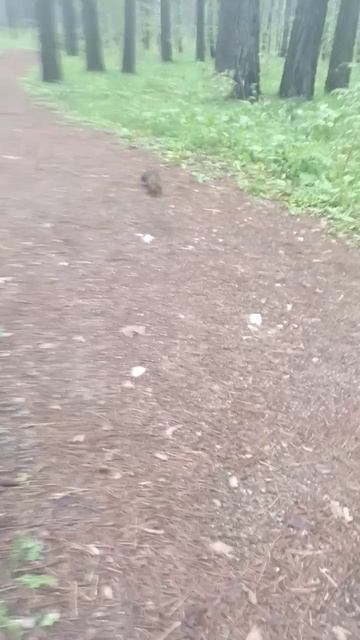 злой лохматый🤣