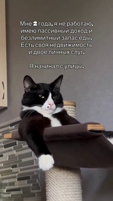#юмор #прикол #смех #кот