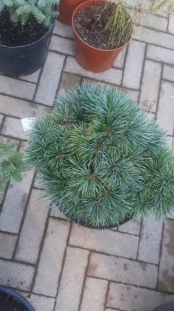 ❤🌲Сосна корейская Блю Болл
✔Продажа растений в макс и телеграм канале: Https://t.me/love_is_hvoiny_d