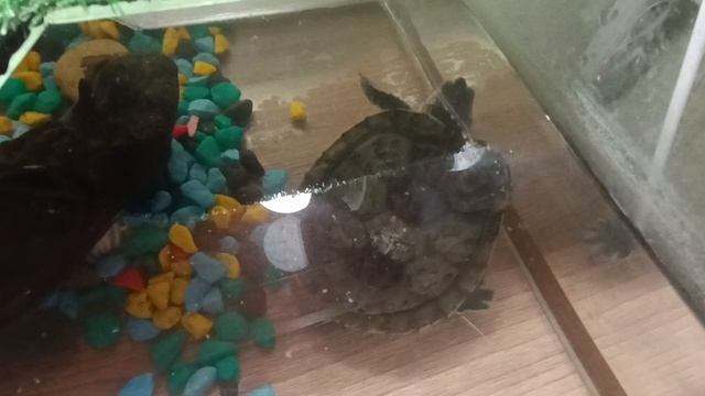 О животных, моя черепаха 🐢🐢🐢
