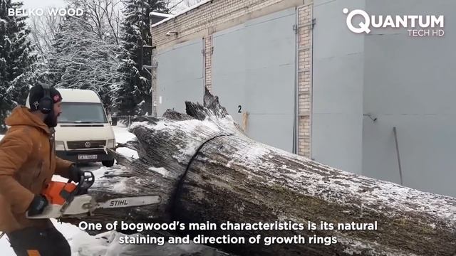 Очень дорогая древесина возрастом 5000 лет Черный дуб | от @Belko Wood