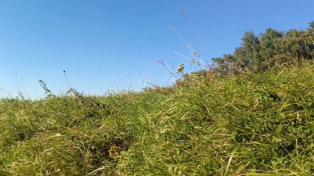 Цветущий чертополох и шмель🐝 Кисловодск,Малое седло,август2026