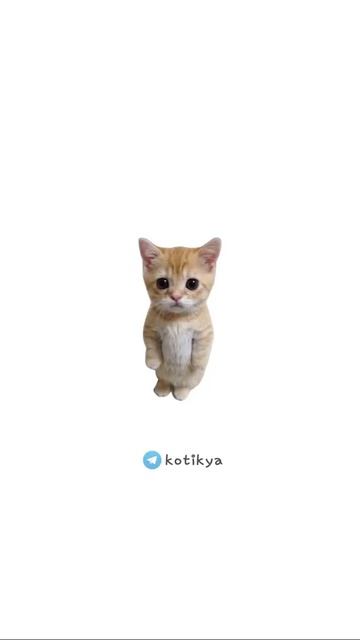 котята поясняют