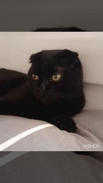 я не придумала что снимать поэтому поставьте лайк за котика 😊👍