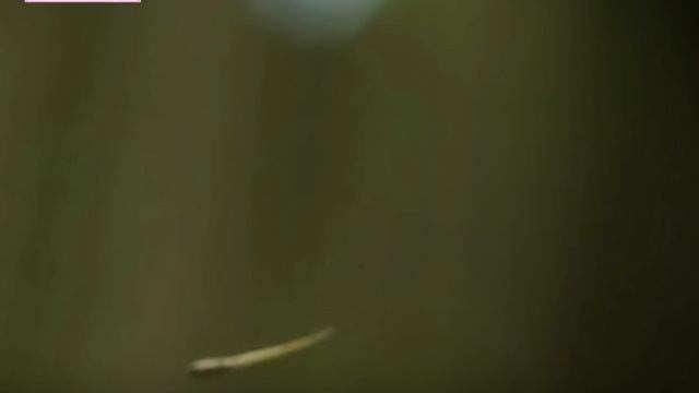 лесное царство.документальный фильм