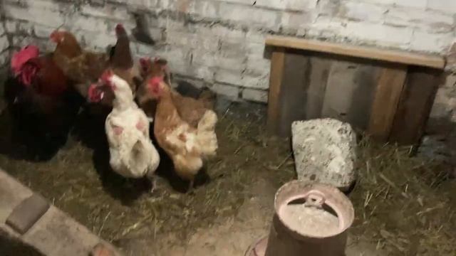 Замерзла вода в автопоилке. Как поживают куры с теплой подстилкой. Нетель Марта снова на привязи.