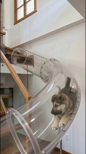 щенок