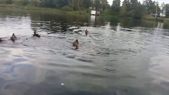 утки